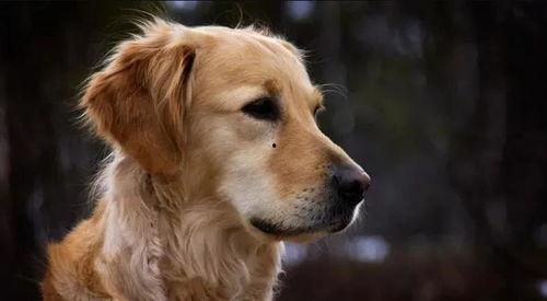 金毛siri娛樂吃瓜君,揭秘娛樂圈那些不為人知的幕后故事