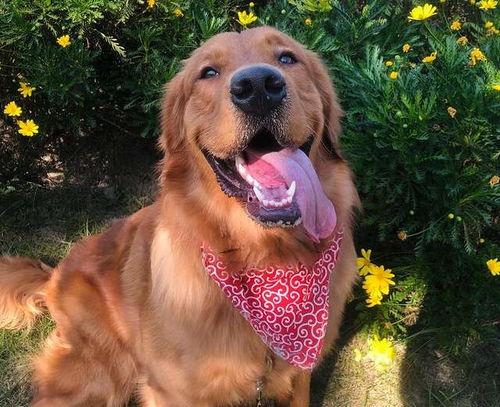 金毛siri娛樂吃瓜君,揭秘娛樂圈那些不為人知的幕后故事