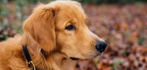 金毛siri娛樂吃瓜君,揭秘娛樂圈那些不為人知的幕后故事