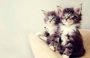 娛樂吃瓜小貓咪視頻大全,盤點(diǎn)全網(wǎng)最火的吃瓜小貓咪視頻合集