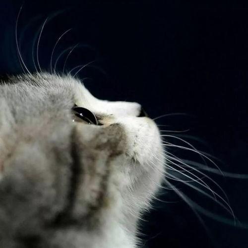 娛樂吃瓜小貓咪視頻大全,盤點(diǎn)全網(wǎng)最火的吃瓜小貓咪視頻合集