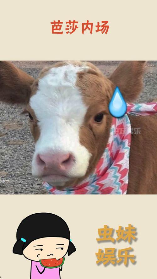 娛樂吃瓜醬背景,帶你走進(jìn)娛樂圈的幕后風(fēng)云