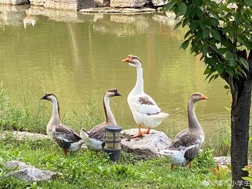 娛樂(lè)吃瓜小羊,揭秘娛樂(lè)圈那些不為人知的幕后故事