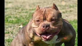 娛樂吃瓜君小奶狗,揭秘娛樂圈那些不為人知的幕后故事