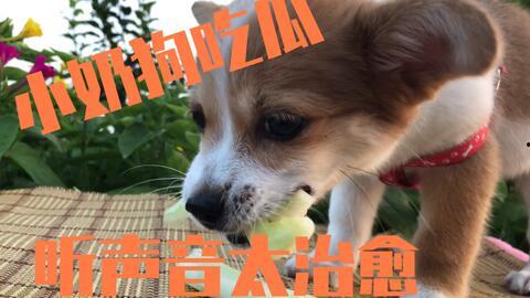 娛樂吃瓜菌小狗,揭秘娛樂圈那些不為人知的幕后故事