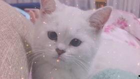 娛樂(lè)吃瓜醬可愛(ài)小魚(yú),可愛(ài)小魚(yú)帶你暢游娛樂(lè)圈