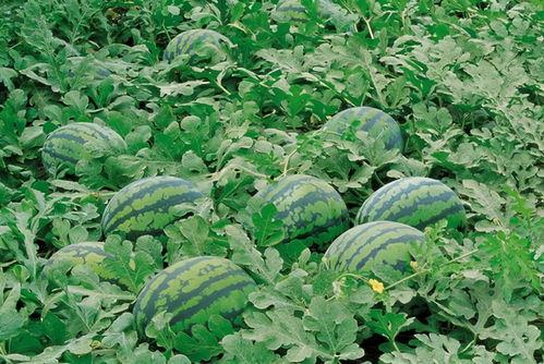 娛樂吃瓜君大麗花,揭秘娛樂圈背后的秘密花絮