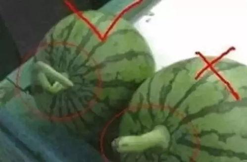 著名的娛樂吃瓜,吃瓜群眾揭秘明星幕后故事