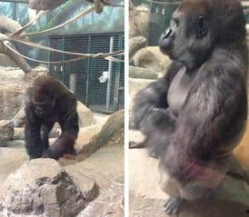 娛樂吃瓜醬動物園大猩猩,動物園大猩猩的趣味日常