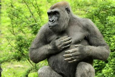 娛樂吃瓜醬動物園大猩猩,動物園大猩猩的趣味日常