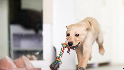 娛樂(lè)吃瓜菌關(guān)于狗,揭秘娛樂(lè)圈的忠誠(chéng)寵兒