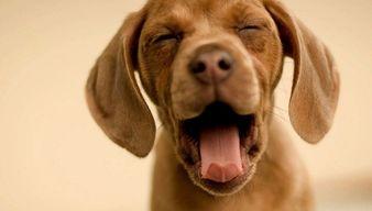 娛樂(lè)吃瓜菌關(guān)于狗,揭秘娛樂(lè)圈的忠誠(chéng)寵兒