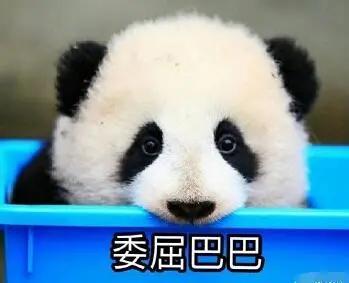 娛樂(lè)吃瓜醬大熊貓生氣,萌態(tài)十足吃瓜醬娛樂(lè)