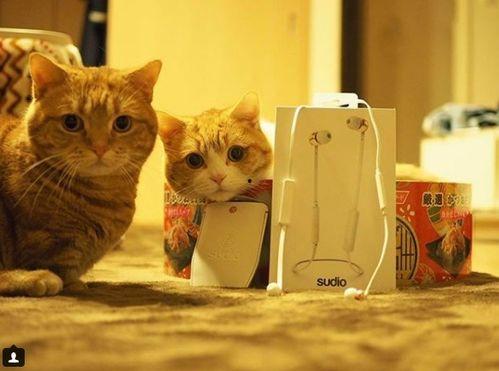 娛樂吃瓜茶小貓