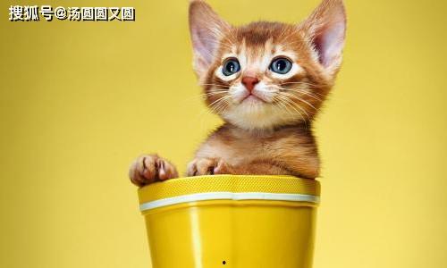 娛樂吃瓜茶小貓