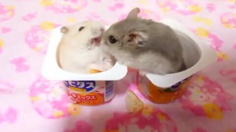 娛樂吃瓜醬鼠,揭秘娛樂圈那些不為人知的幕后故事